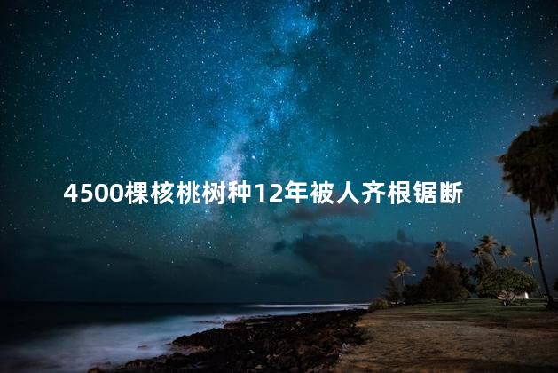 4500棵核桃树种12年被人齐根锯断