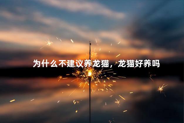 为什么不建议养龙猫，龙猫好养吗