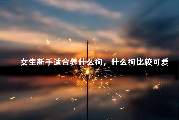 女生新手适合养什么狗，什么狗比较可爱温顺
