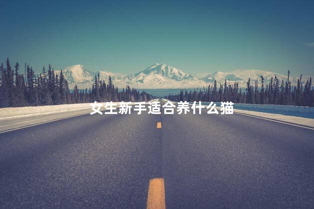女生新手适合养什么猫，新手适合养什么猫