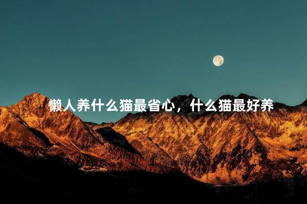 懒人养什么猫最省心，什么猫最好养