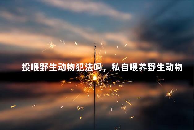 投喂野生动物犯法吗，私自喂养野生动物是否合法