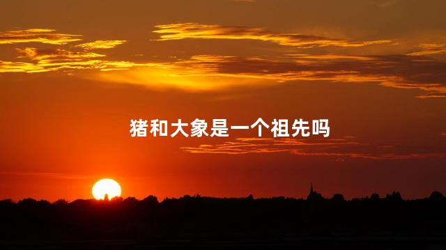 猪和大象是一个祖先吗，大象和猪是一个种类吗