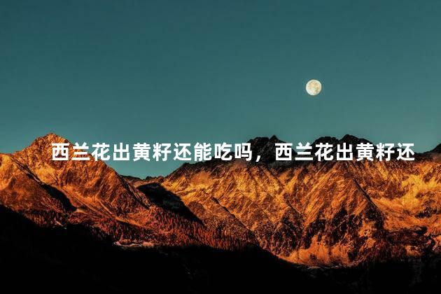 西兰花出黄籽还能吃吗，西兰花出黄籽还可以吃吗
