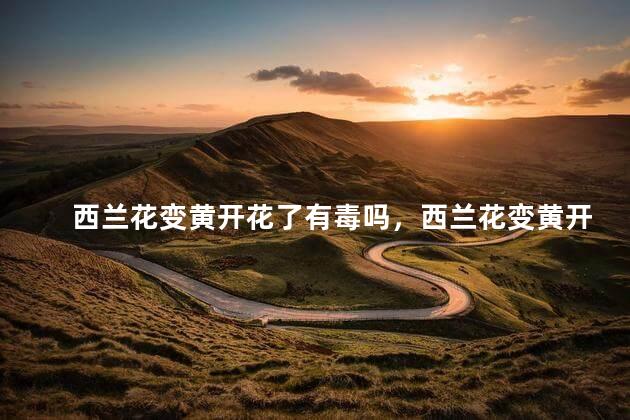西兰花变黄开花了有毒吗，西兰花变黄开花了有没有毒