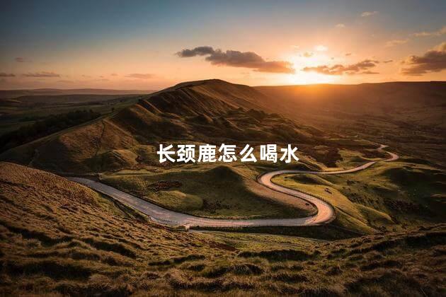 长颈鹿怎么喝水，长颈鹿对人有攻击性吗