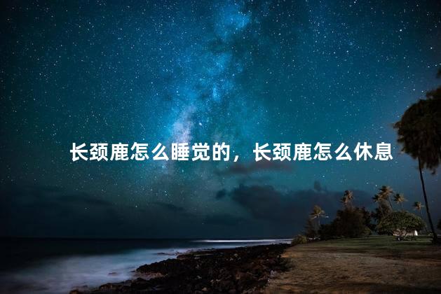长颈鹿怎么睡觉的，长颈鹿怎么休息