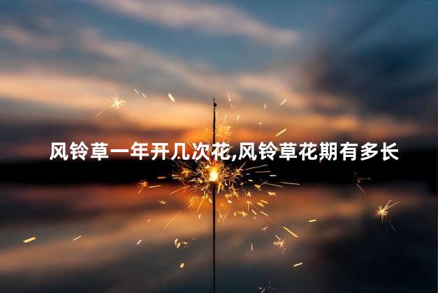 风铃草一年开几次花，风铃草花期有多长时间
