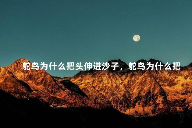 鸵鸟为什么把头伸进沙子，鸵鸟为什么把头塞地里