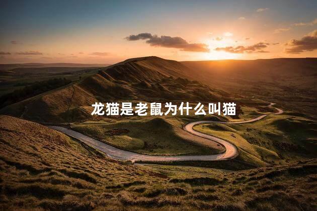 龙猫是老鼠为什么叫猫，龙猫明明是老鼠为什么叫猫